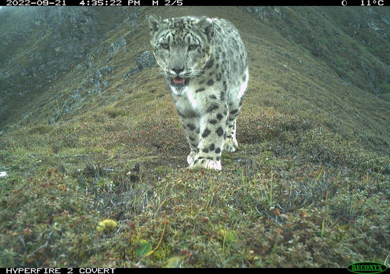 Buenas noticias de los leopardos de las nieves en Bután