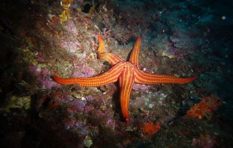 Una estrella sobrevive al calentamiento global y arrasa los corales
