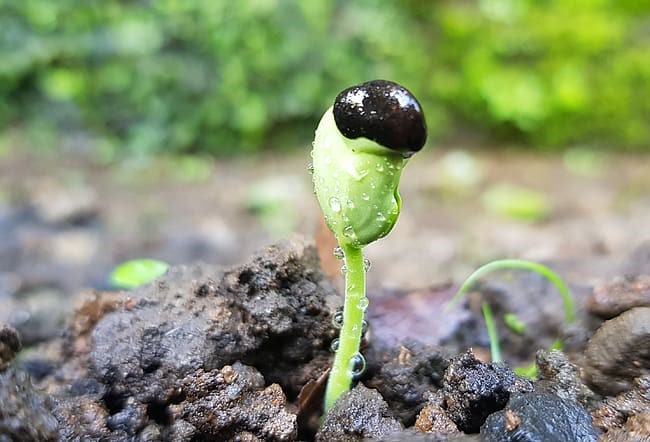 Mezclar cultivos favorece al medio ambiente