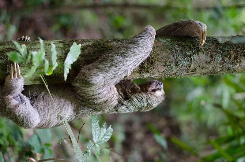 Día Internacional del Perezoso 2023