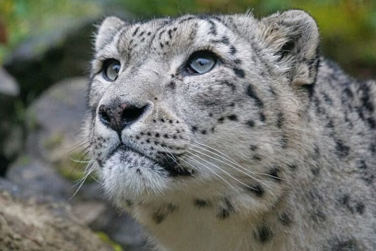 Día Internacional del Leopardo de las Nieves 2023
