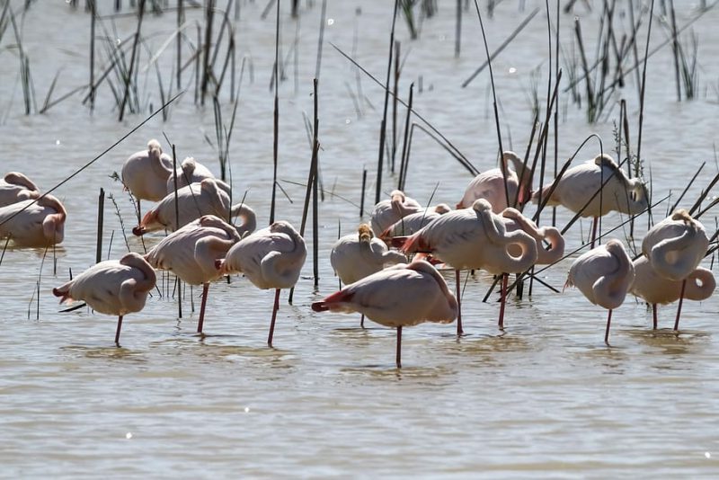 El diálogo es el único camino para salvar Doñana