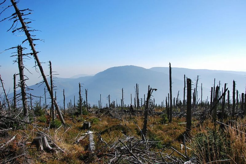 tree forest sunset wood e1697017558674