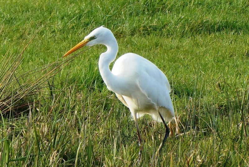 El río Millars ya tiene su Guía de Aves