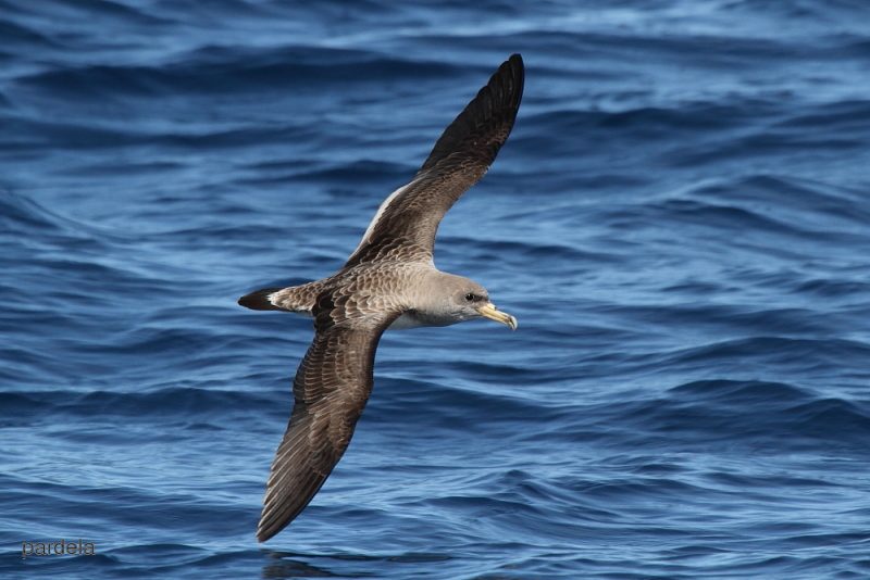Qué hace la 'pardela cenicienta' cuando pierde a su pareja
