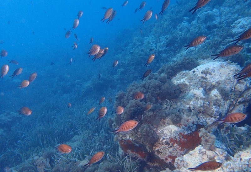 El plancton marino 'víctima' de la acidificación del Mediterráneo