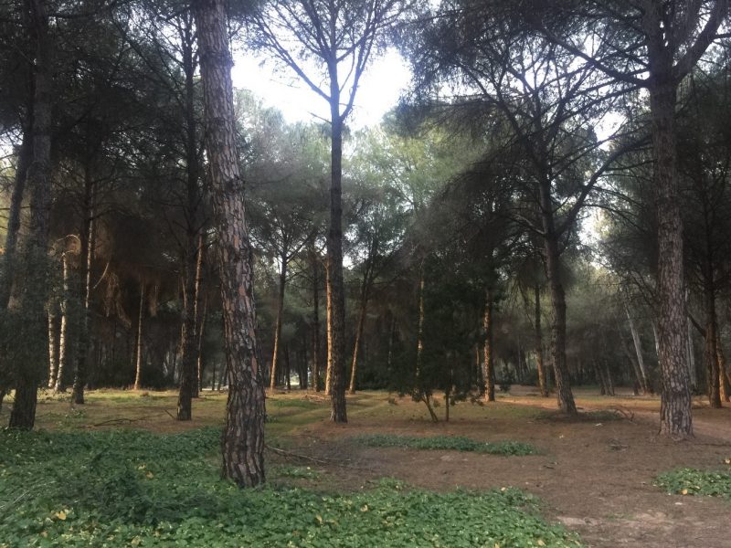 Una BBDD unifica los daños sufridos por los bosques europeos