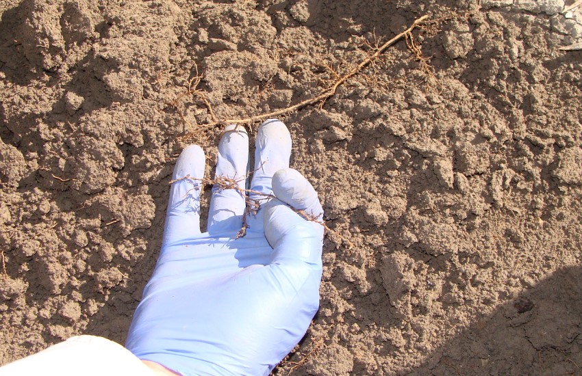 Biofertilizantes para el olivar español