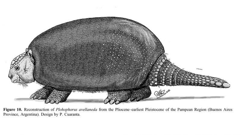 Nueva especie descrita de gliptodonte en Argentina