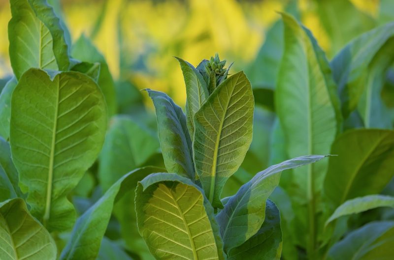 Producen plástico biodegradable de la planta del tabaco