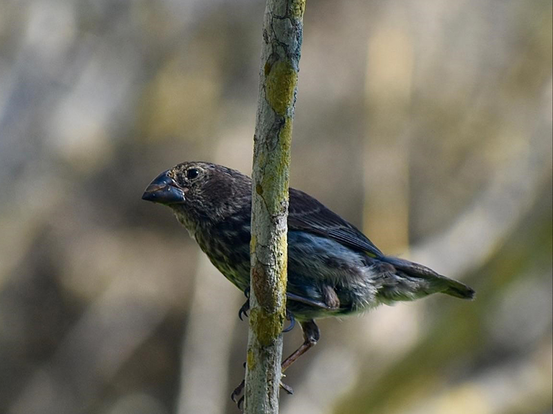 Los 'secretos' de los pinzones de Darwin