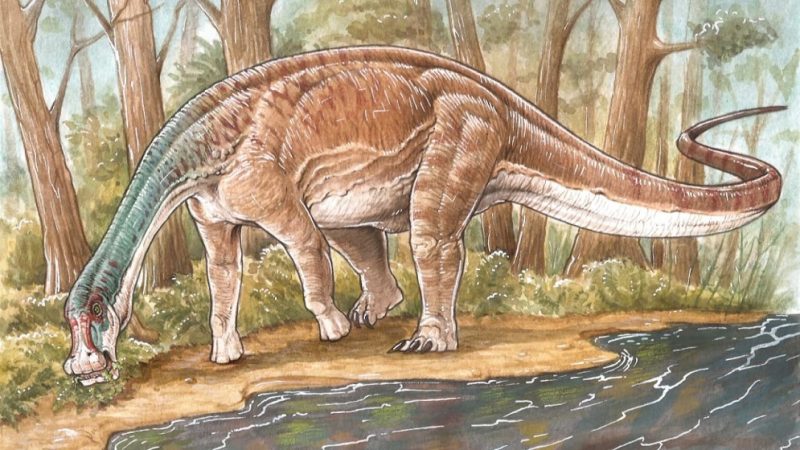 Describen una nueva especie de 'titanosaurio' en Neuquén