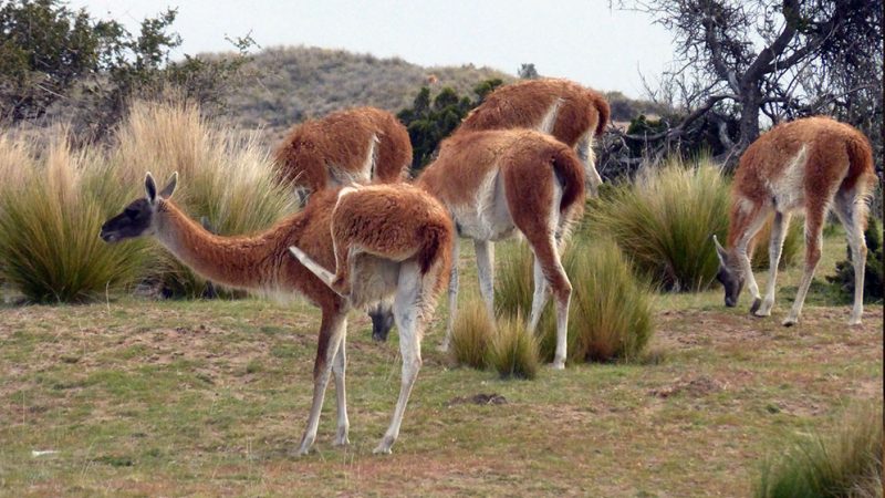 El rol 'negativo' de los herbívoros en los ecosistemas degradados
