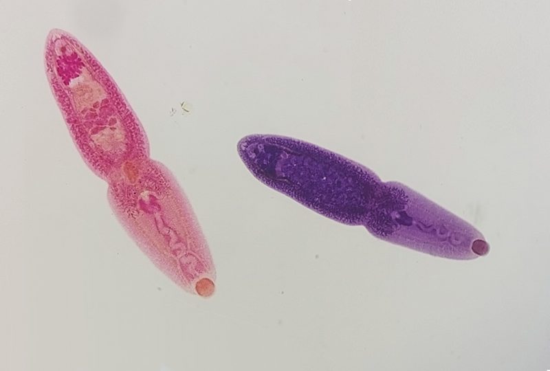 Costa Rica: Parásitos en ambientes marinos