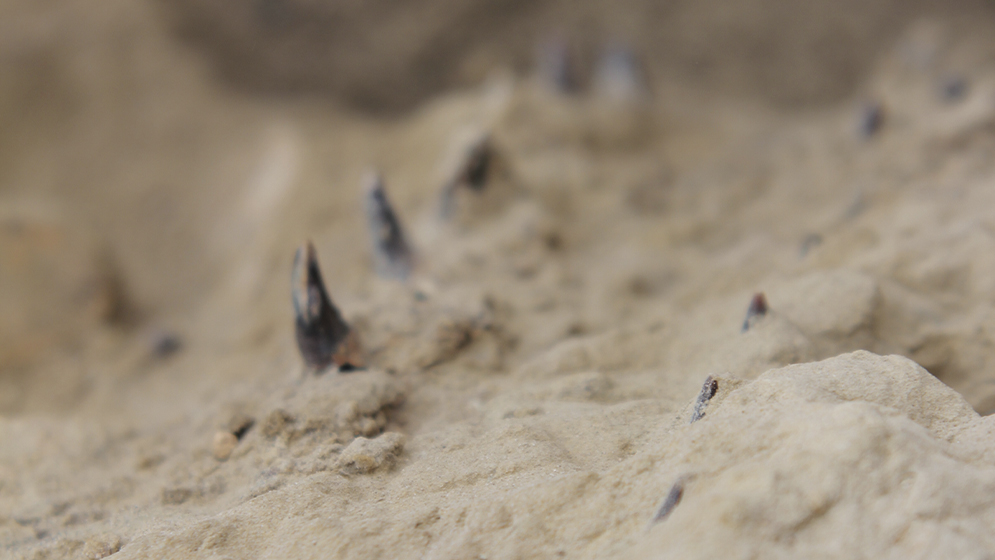 Qué comían los 'delfines patagónicos' hace 20 millones de años