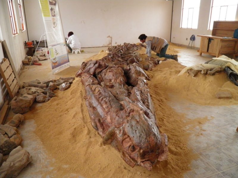 Colombia: Hallan fósiles marinos de más de 100 millones de años