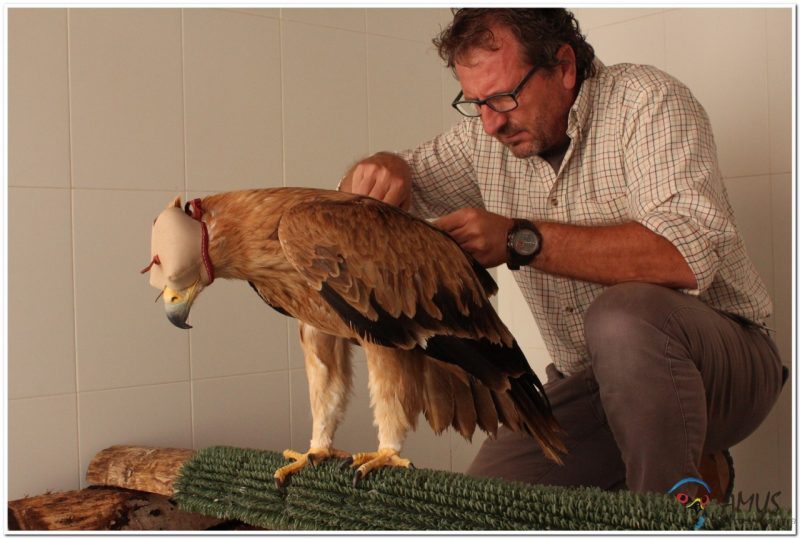 8 águilas imperiales recuperadas y liberadas desde AMUS