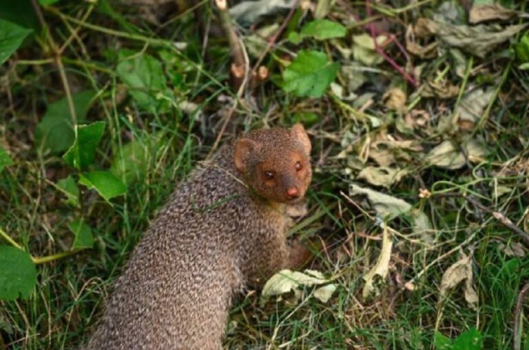 A los cazadores andaluces les 'encanta' abatir Meloncillos