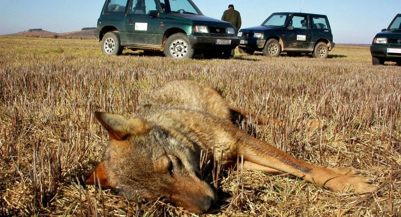 Albacete: No cursan denuncias sobre la protección de la fauna
