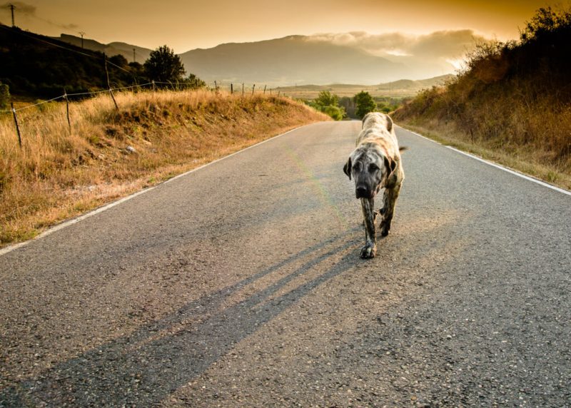 Animales de compañía 'abandonados' tras las fiestas de Navidad