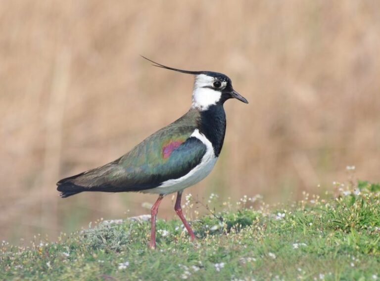 Arranca el seguimiento de las aves comunes en invierno