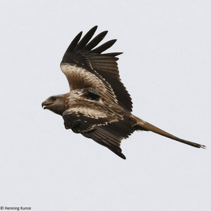 El Milano real a punto de comenzar su invernada