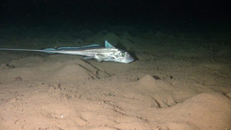 Conocimiento del ecosistema profundo del golfo de Bizkaia