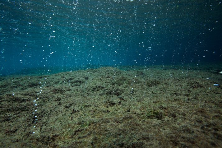 Consecuencias de la 'acidificación oceánica' en el Mediterráneo