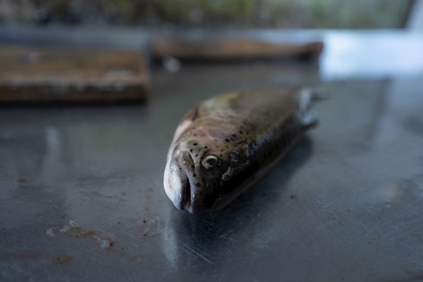 Crueldad 'máxima' en piscifactorías de truchas de la UE