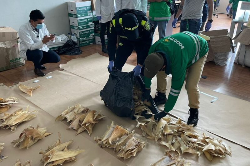 Cuando el Cartel de Cali decidió traficar con 'aletas de tiburón'