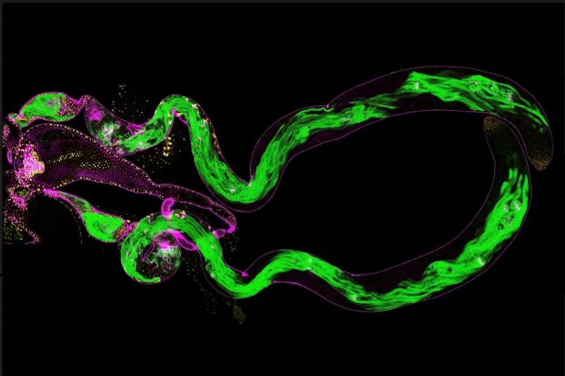 Describen nuevas funciones evolutivas