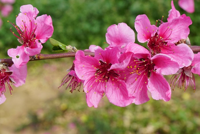 Desmadre en la 'floración' de las plantas