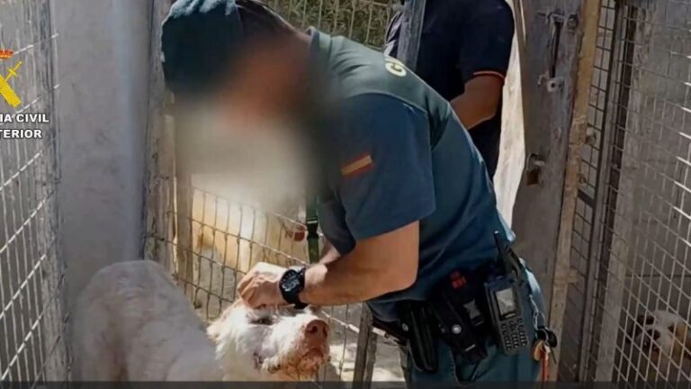 Detenciones masivas por 'mutilar' a más de mil perros de caza