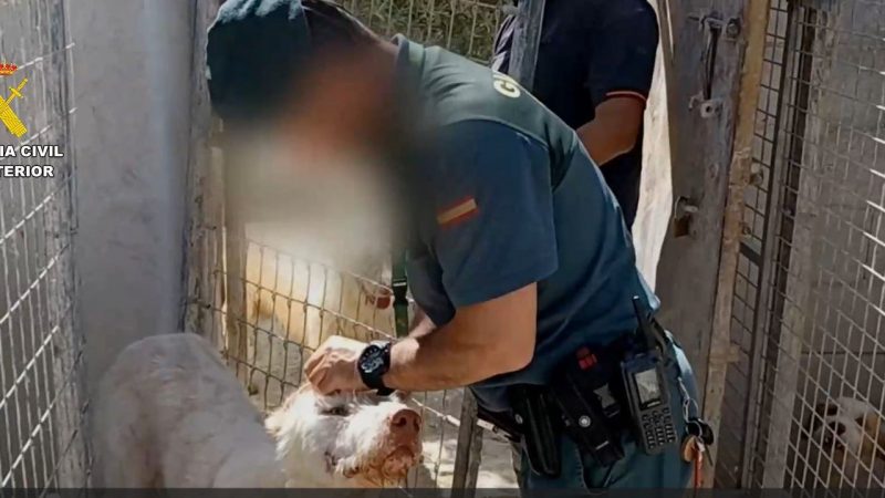 Detenciones masivas por 'mutilar' a más de mil perros de caza