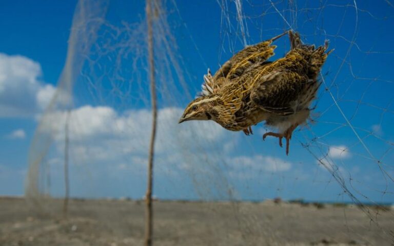Doğa recibe formación sobre delitos contra la fauna