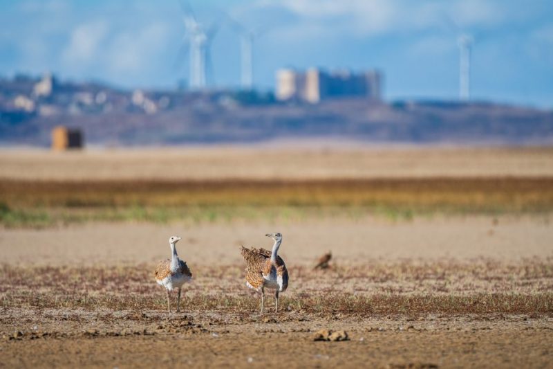 Ecosistemas agrarios: Ley de la Restauración de la Naturaleza