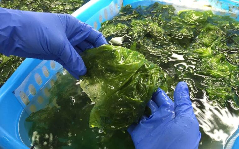 El cultivo de 'macroalgas' es viable