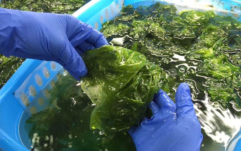El cultivo de 'macroalgas' es viable