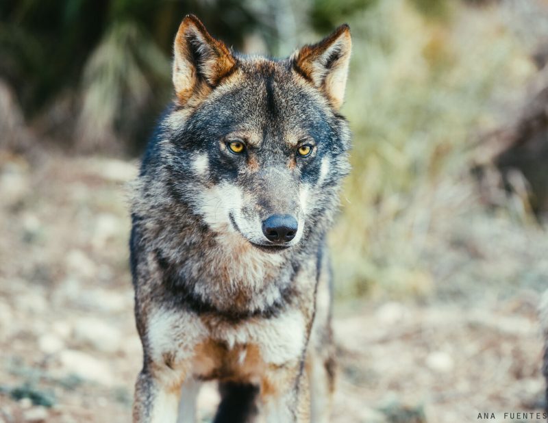 El gobierno de La Rioja se 'obsesiona' con el lobo