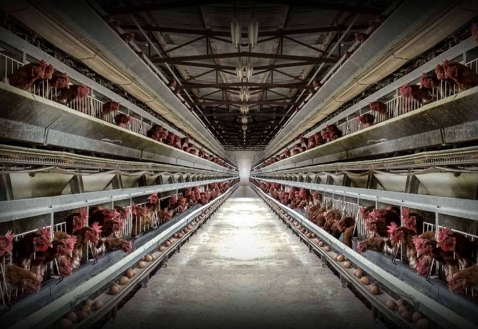 Europa no cumple con su compromiso con la ICE #EndTheCageAge