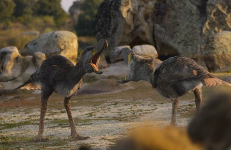 Fororracos: Máximos 'depredadores' en América del Sur