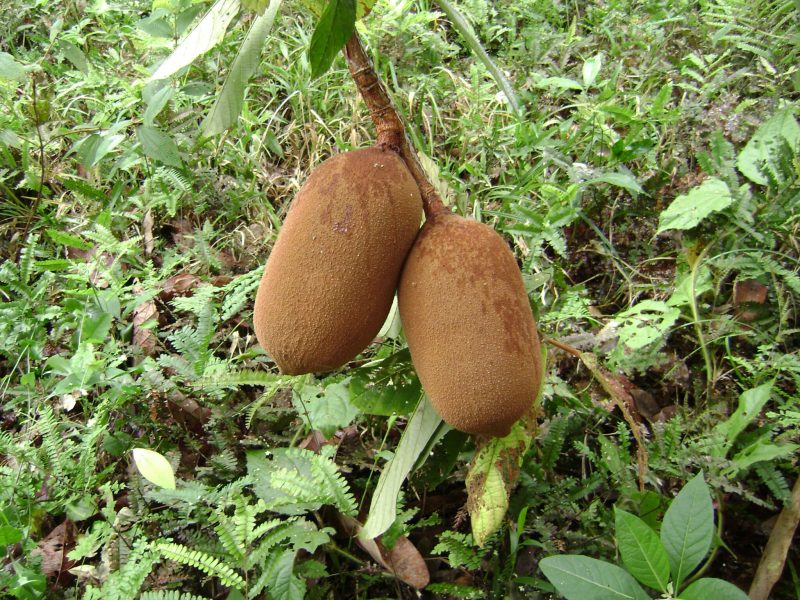 Frutos amazónicos 'evitan' la deforestación en Colombia