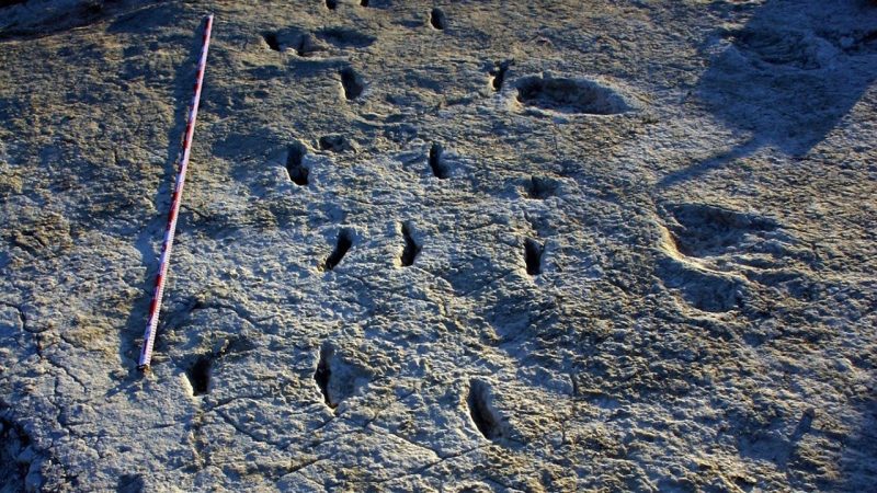 Huella 'descomunal' de un artrópodo parecido a una cucaracha