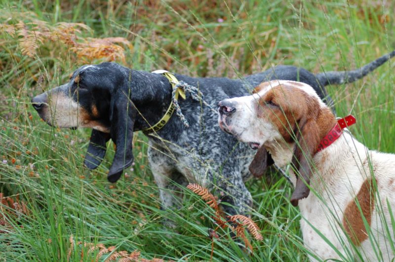 Jabalíes: Batidas con perros de caza dentro de la laguna de Zóñar
