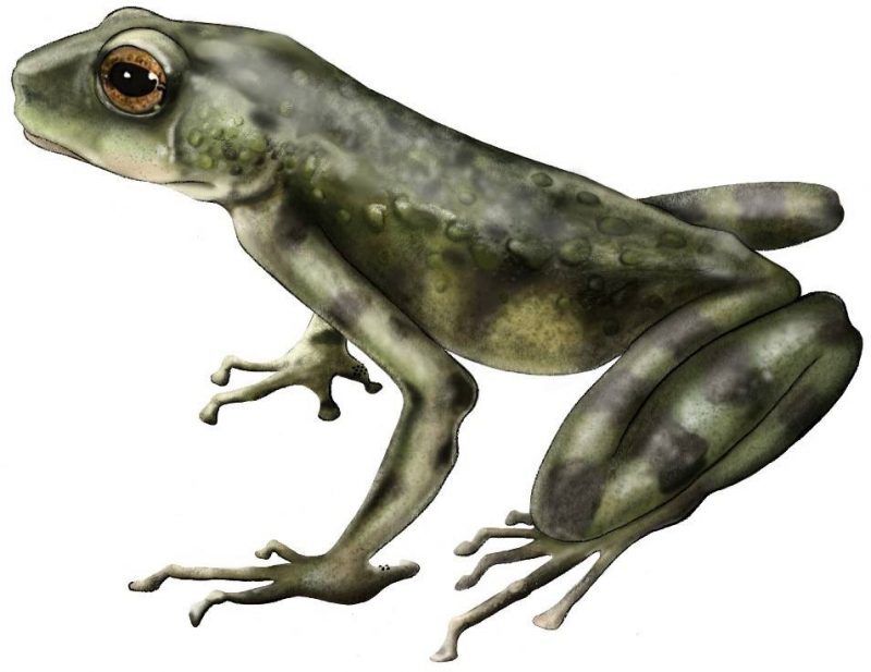 Kenia: Describen una 'sorprendente y nueva' especie de sapo