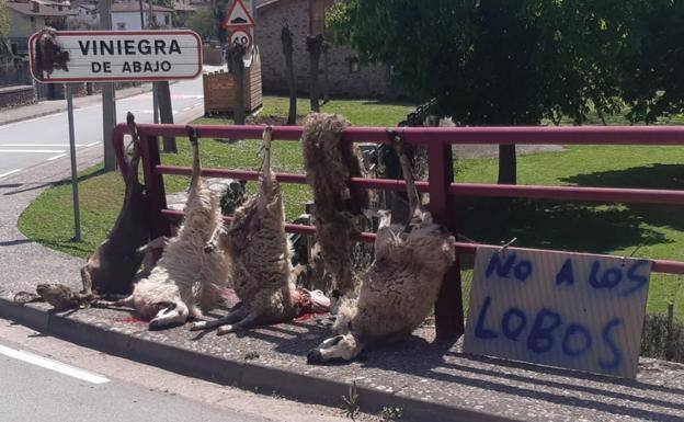 La Rioja actúa 'sin piedad' contra el lobo