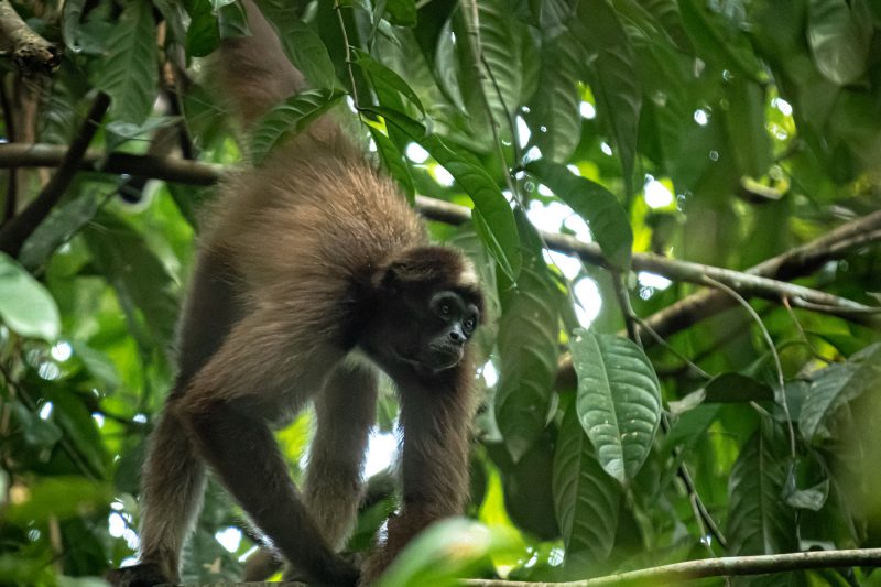La carreteras colombianas 'acaban' con los primates