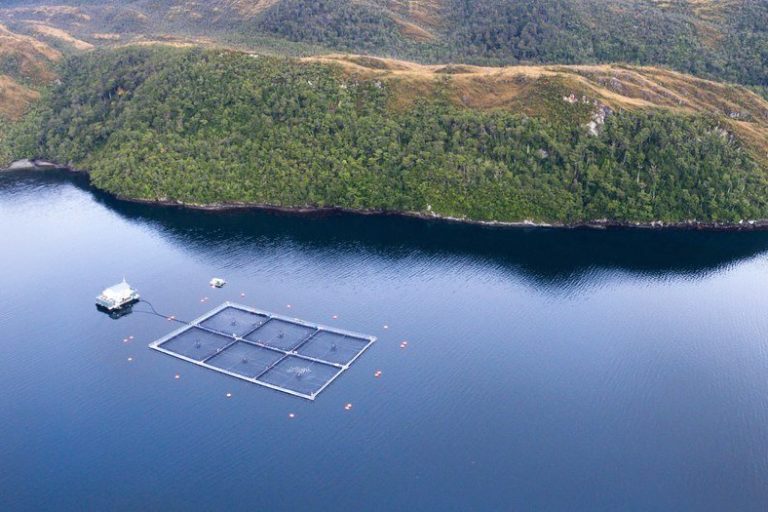 La industria salmonera de Chile 'en pie de guerra'