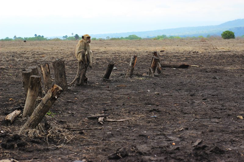 La perdida de ecosistemas provocan enfermedades 'zoonóticas'