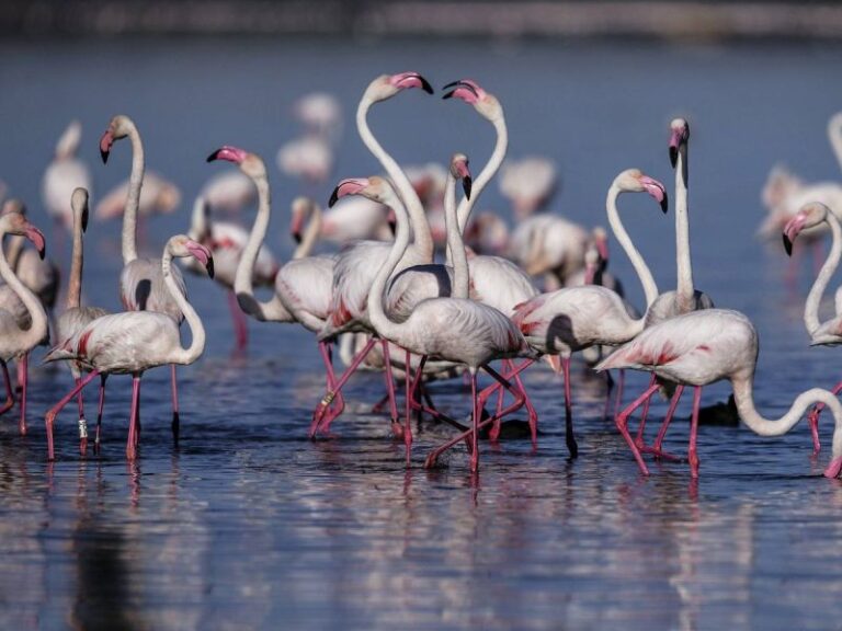 Las 'lagunas' de la Ley de Restauración de la Naturaleza